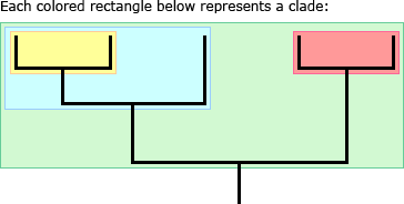 <p>A piece of phylogeny that includes an ancestral lineage and ALL the decendants of that ancestor </p>