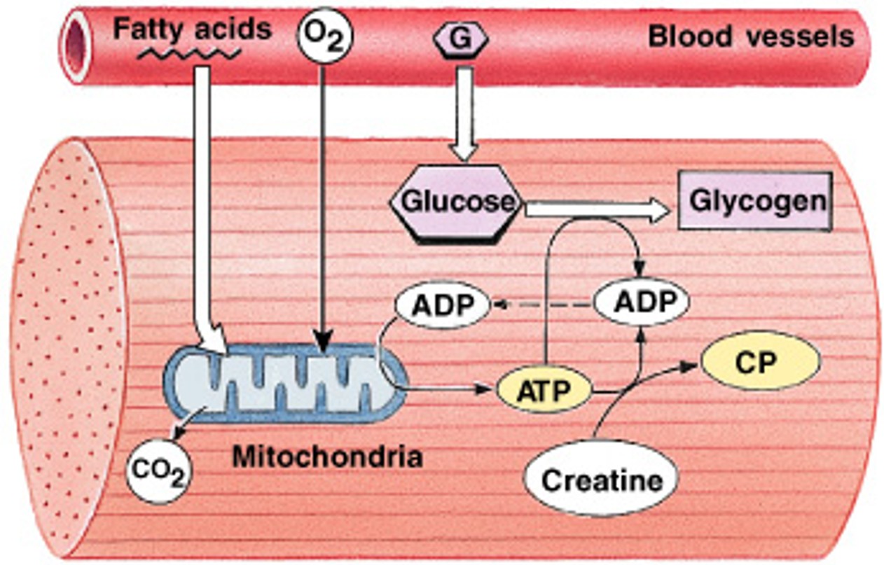 <p>What is the storage molecule for excess ATP energy in resting muscle, and when used up other mechanisms must generate ATP?</p>