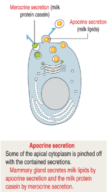 <p>What is apocrine secretion and what does it release?</p>