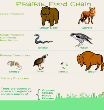 <p>Large predators: Bears, Coyotes. Small predators, carnivores, insectivores: Snakes, Hawk. Primary Consumer: Mouse, Quail, Insects, Bison. Primary Producers: (Trees are absent or scarce) mainly grasses, shrubs, herbs, flowers.</p>