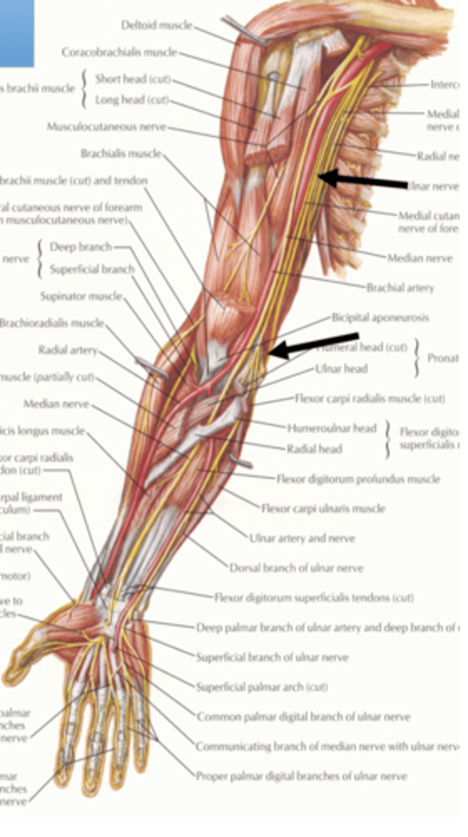 <p>posterior to medial epicondyle </p>