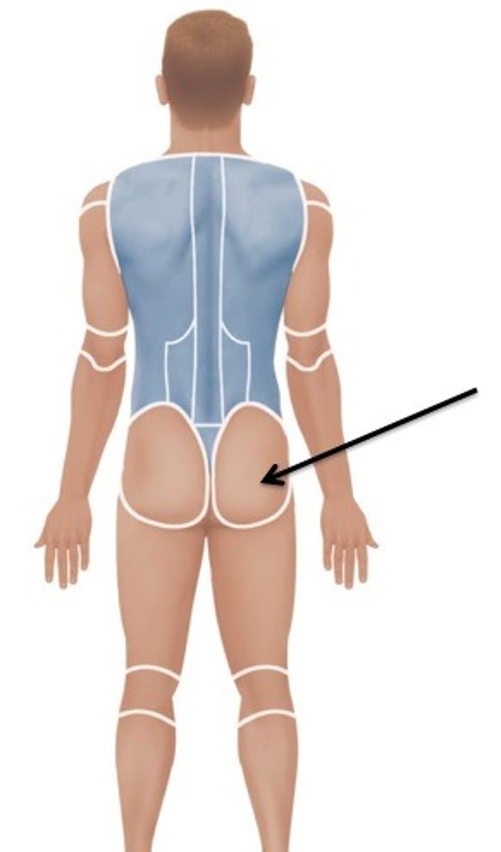 <p>Relating to the buttocks.</p>