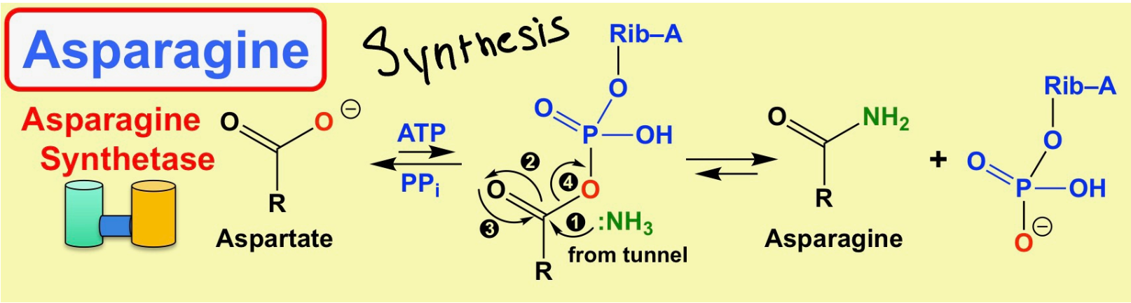 <ul><li><p>Reaction: Aspartate + Gln + ATP &lt;---&gt; Asparagine + Glu + AMP</p></li><li><p>One site hydrolyzes Gln to generate nascent NH3</p></li><li><p>NH3 travels through aprotic tunnel</p></li><li><p>Other site already made B-Aspartyl-AMP intermediate</p></li><li><p>NH3 attacks B-Aspartyl-AMP to make asparagine + AMP</p></li></ul>