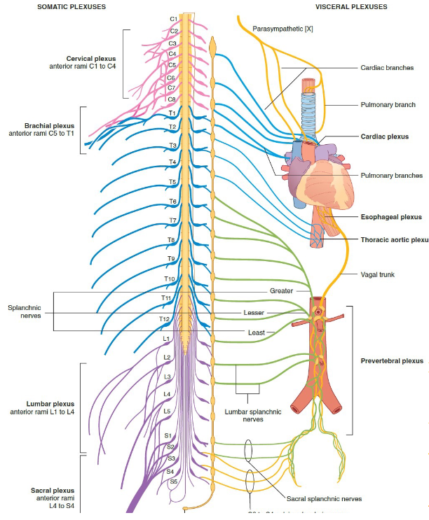 <p>A network where multiple nerves intersect.</p>