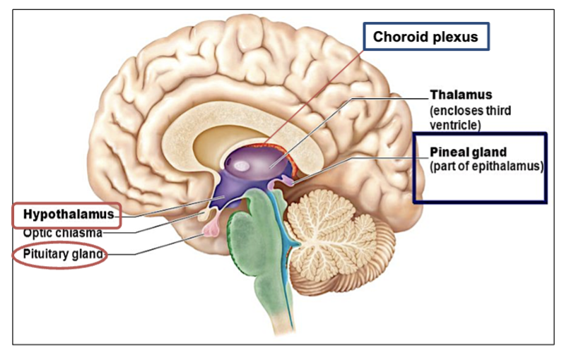<p>acts as a <strong>relay station</strong> for sensory and motor signals<strong> to the Cerebrum</strong>.</p>