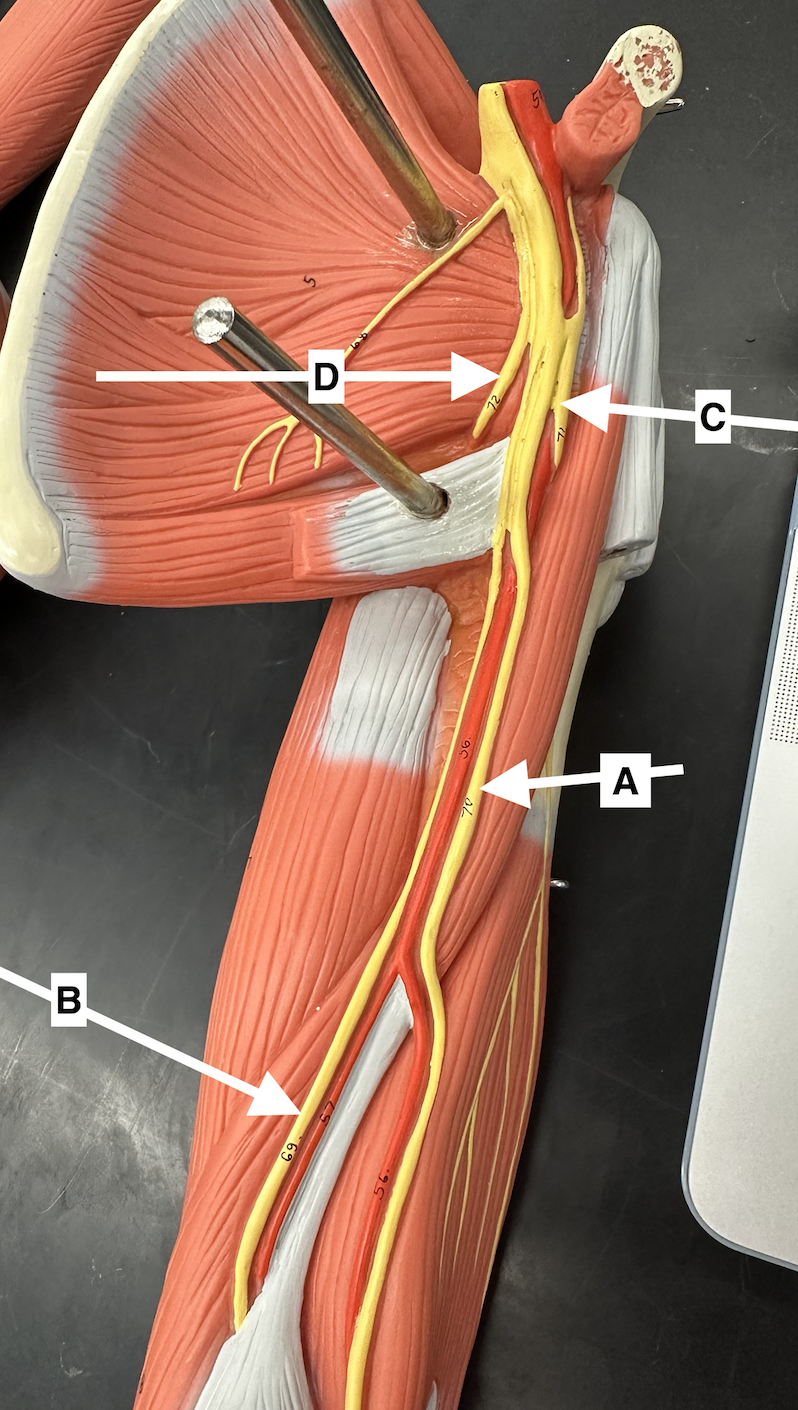 <p>Name point A.</p>