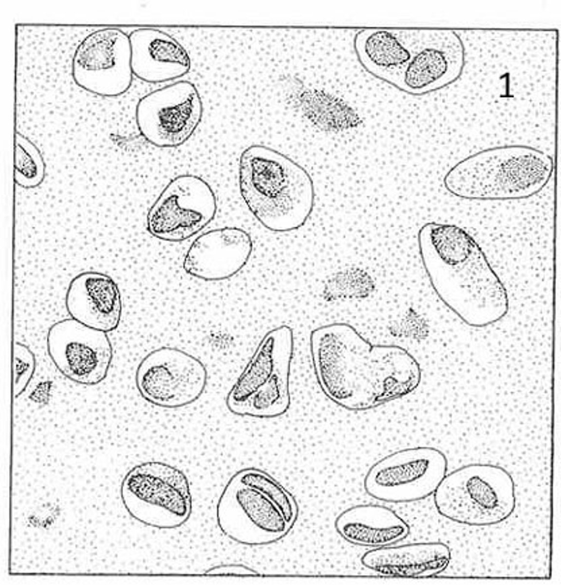 <p>what is the name of this tissue?</p>