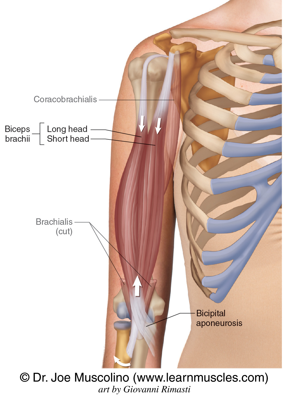 <p>Biceps Brachii </p>