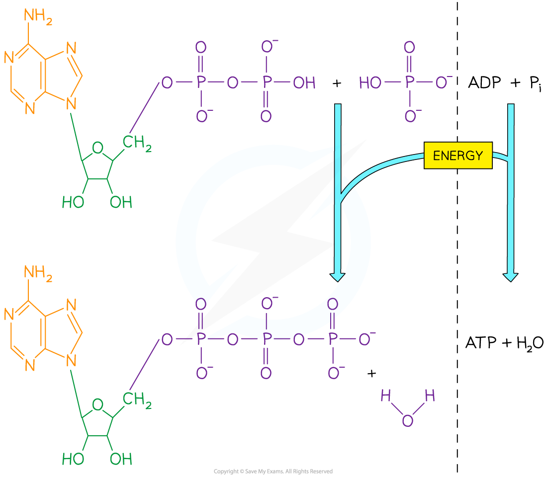 <ul><li><p>energy requiring</p></li><li><p>water released as waste product [atp synthesis = condensation reaction]</p></li></ul><p></p>