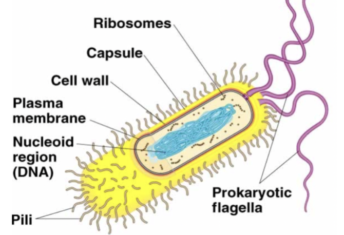 What are Prokaryotes
