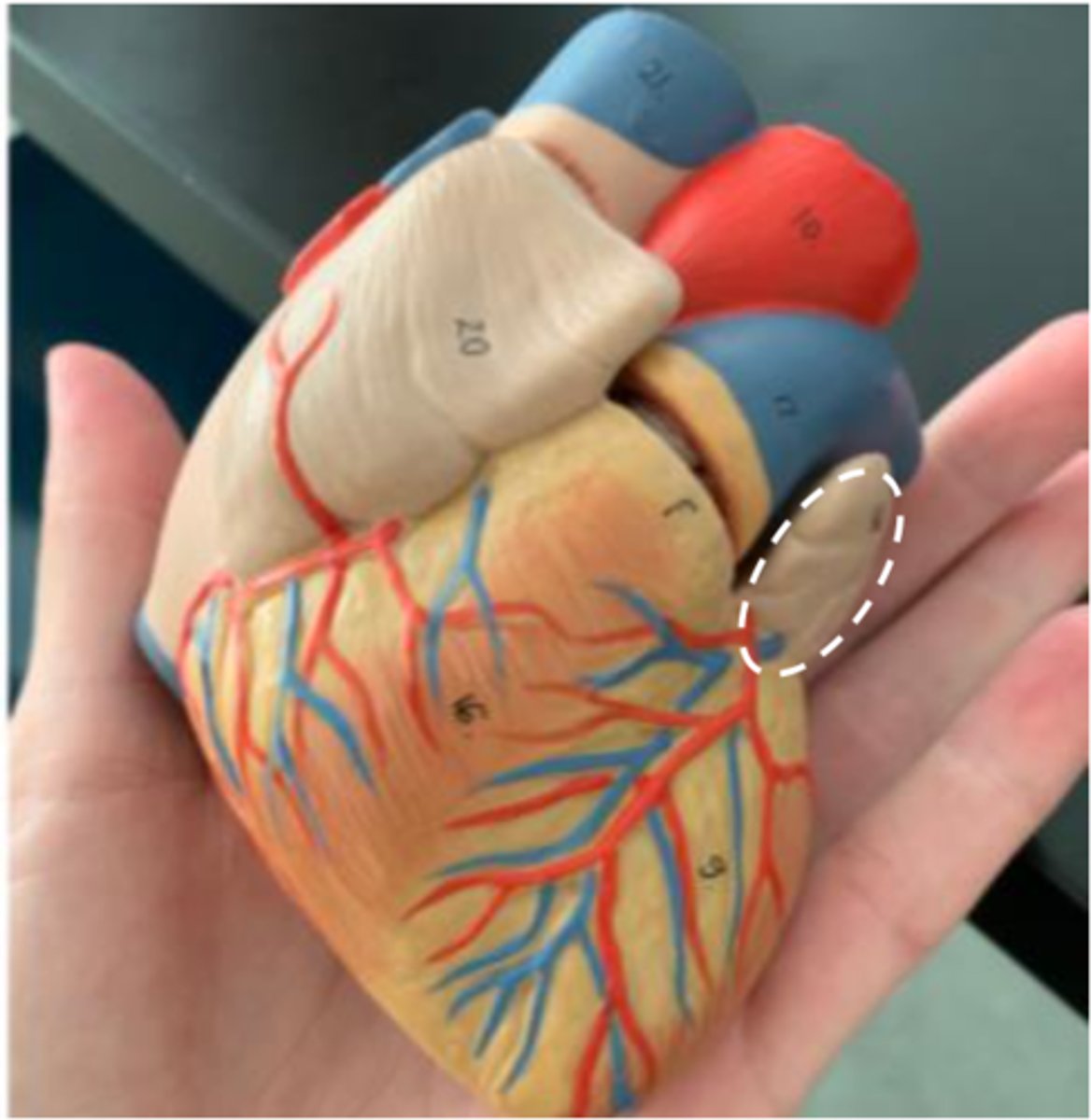 <p>the flaps on the real heart</p>