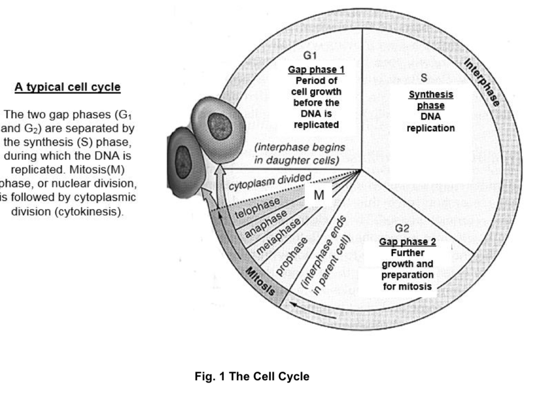 <p>cell cycle</p>
