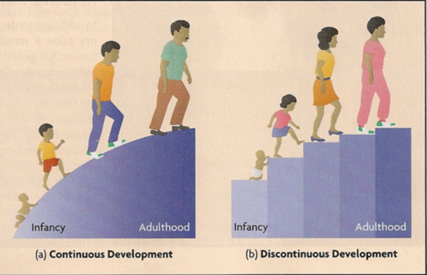 <p>the idea that development takes place in unique stages, which happen at specific times or ages (e.g., Erikson's 8 stages of development)</p>