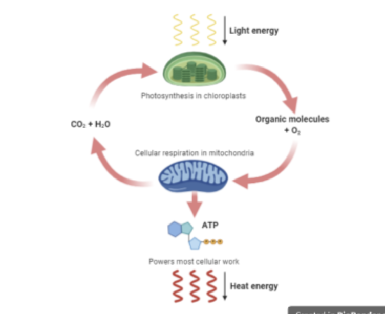 <p>What is the process depicted in the image?</p>