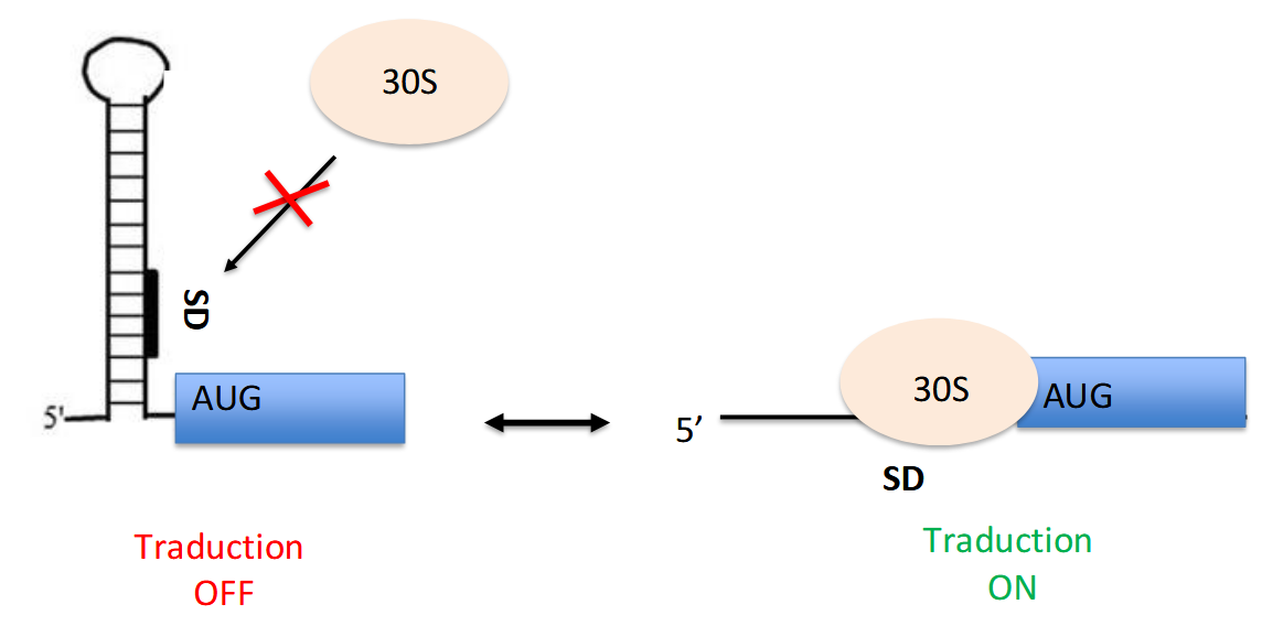<ul><li><p>là ou se fixe le ribosome (30S) pour effectuer la traduction (+ codon initiateur)</p></li><li><p>si non accessible = ribosome se fixe pas = pas de traduction&nbsp;</p></li></ul><p></p>