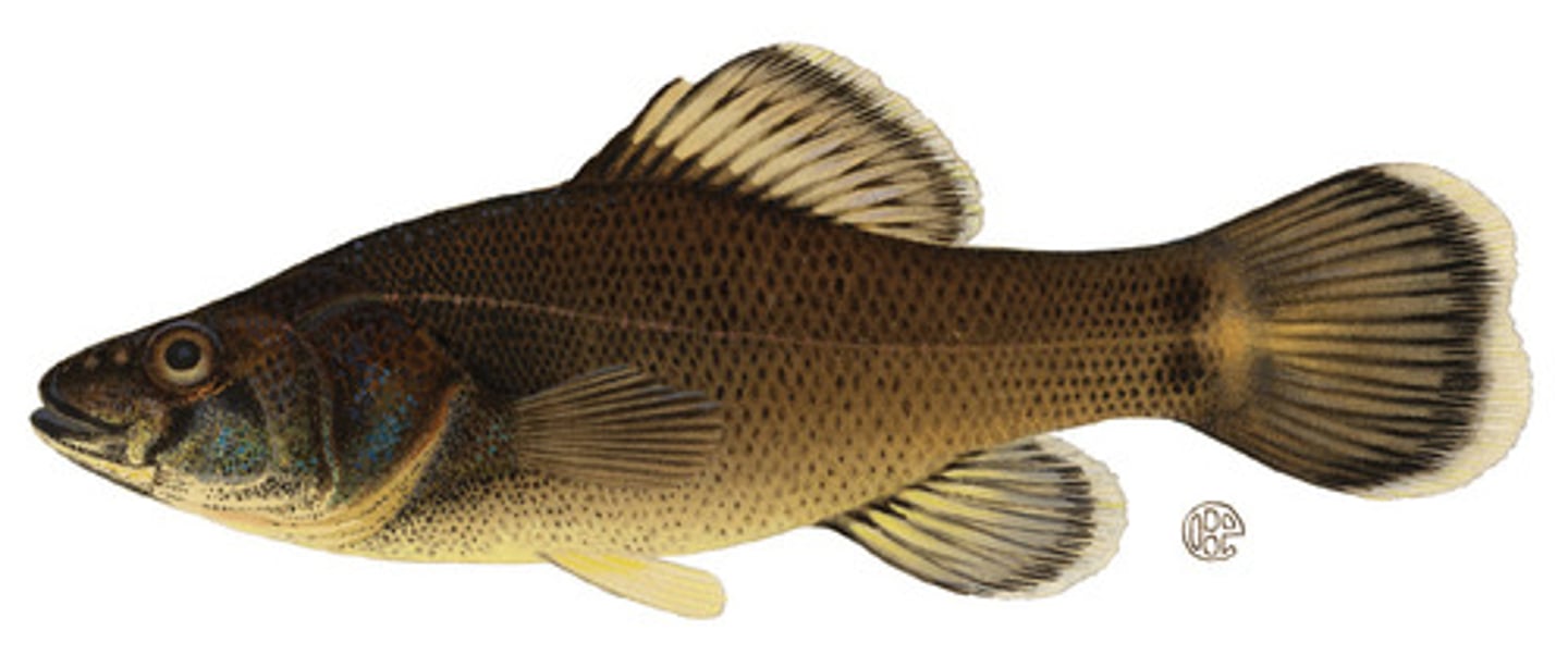 <p>Order Percopsiformes;</p><p>Pirate Perch;</p><p>-Dorsal fin with 3 anterior spines; anus under throat (in adults)</p><p>-Freshwater</p><p>-Single genus and species</p><p>-Single TN species</p>