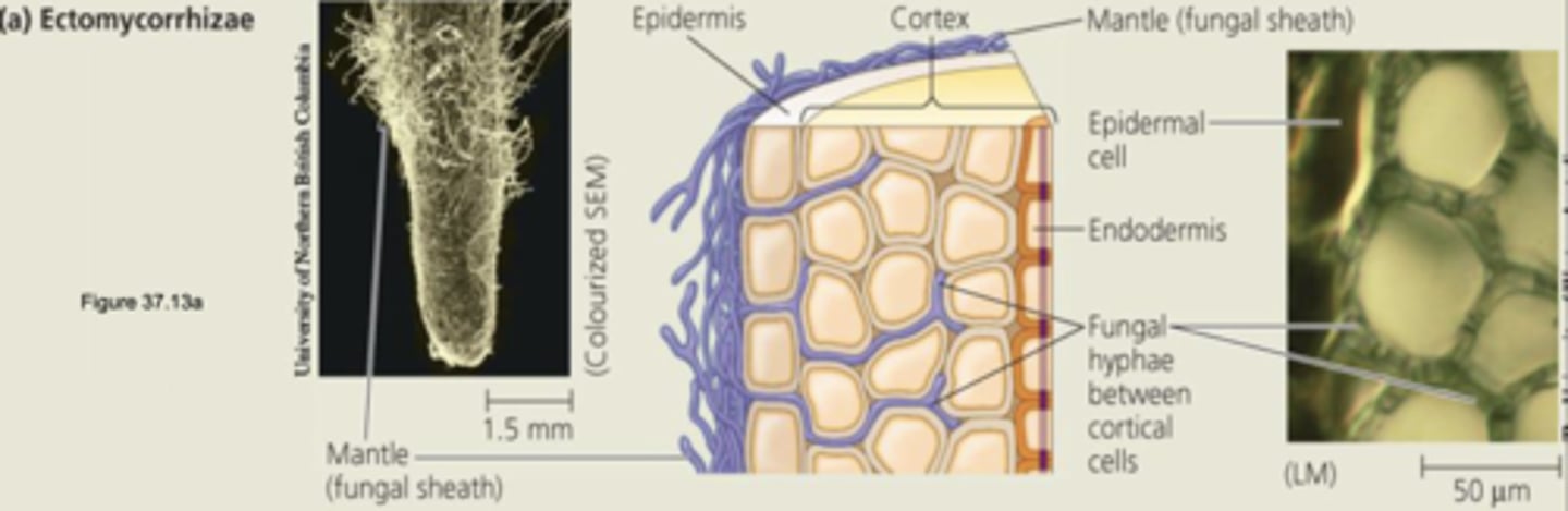 <p>Fungus forms mantle around roots and net-like structure around root cells</p><p>- In 10% of plant families, including pine, spruce, oak, walnut, birch, willow, and eucalyptus</p><p>- Fungal mycelium forms dense sheath over surface of root</p><p>- Hyphae form network in apoplast, but do not penetrate root walls</p>