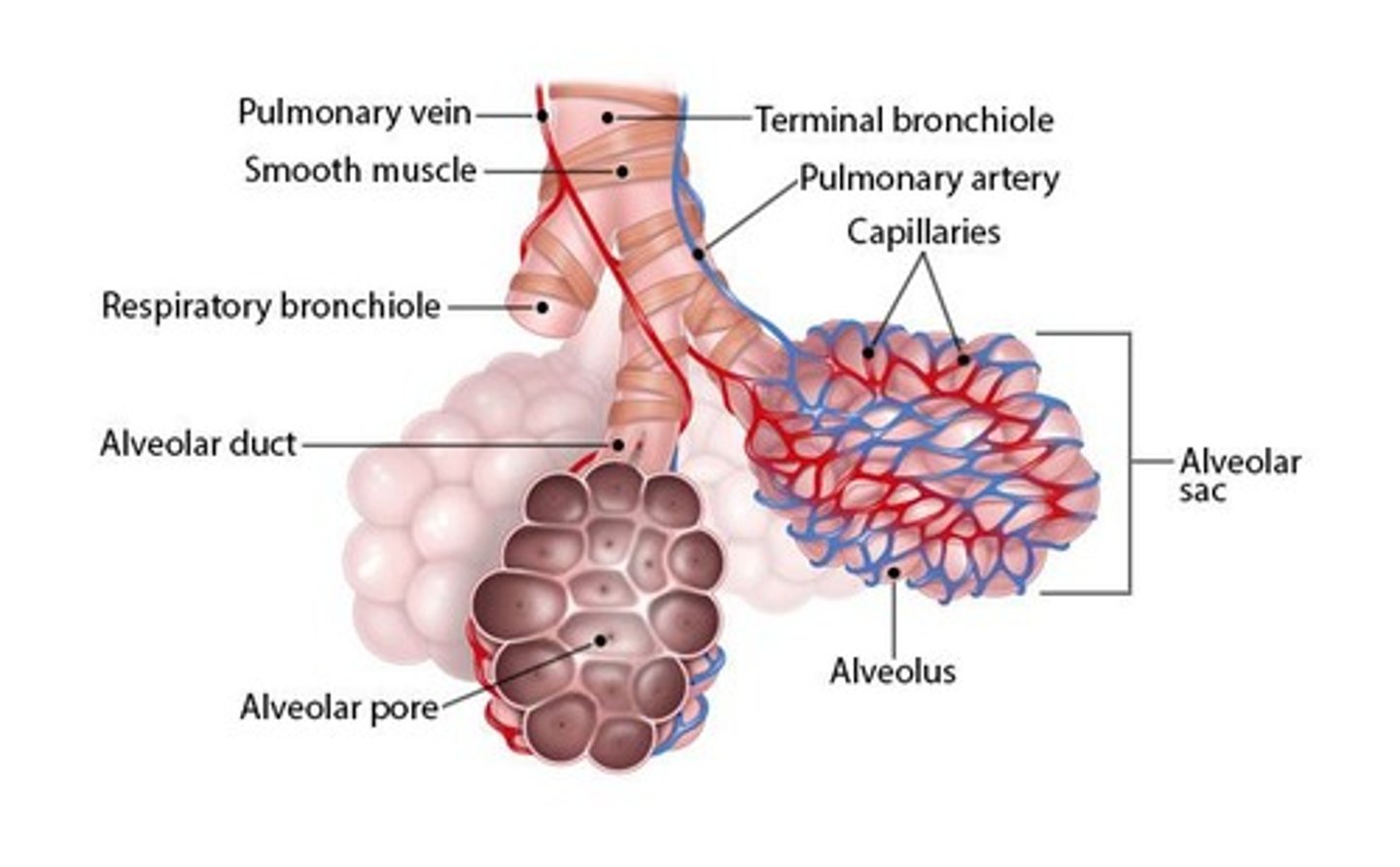 <p>Minimal smooth muscle structures in respiratory division.</p>