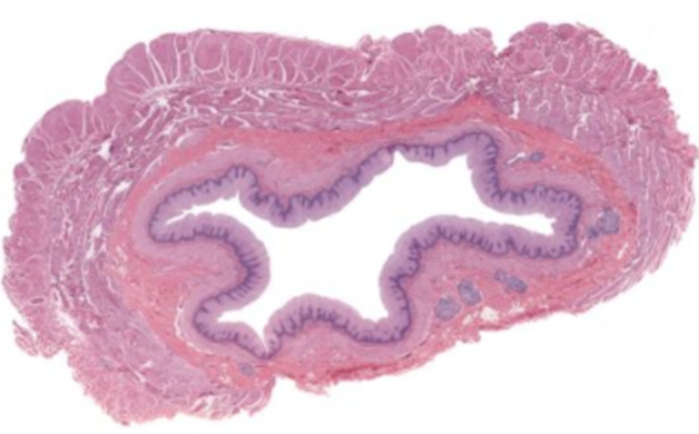 Week 11 Digestive System Flashcards Knowt