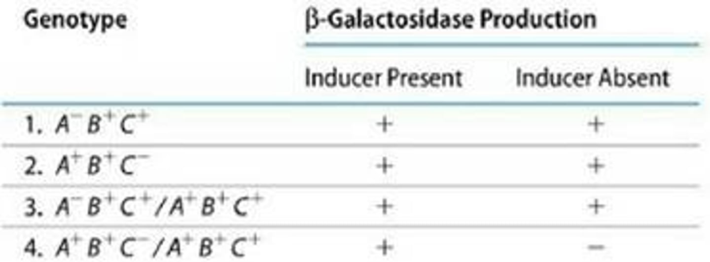 <p>A=lacO, B=lacZ, C=lacI</p>