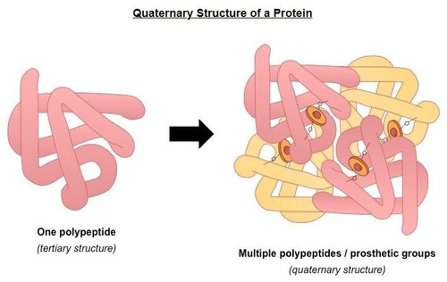 <p>Structure formed by multiple polypeptide chains.</p>