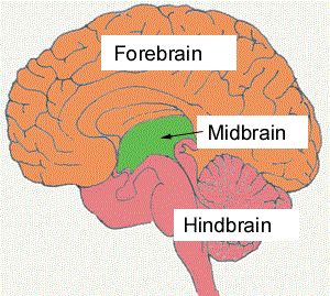 <p>basic life functions</p><p>breathing</p><p>heart rate.</p><p>medulla oblongta</p><p>cerebellum</p>