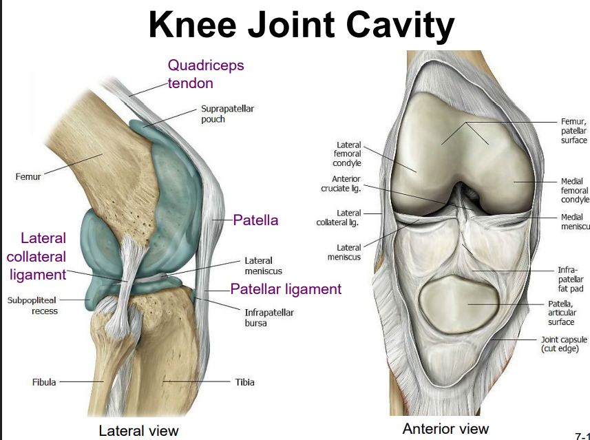 <ul><li><p>the quadriceps femoris is a powerful muscle that acts via the patella &amp; patellar ligament to extend the leg at the knee</p></li></ul><ul><li><p>dynamic ligament that provides important support &amp; stabilization for the knee joint</p></li></ul><p></p>