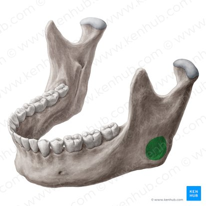 <p>mandible </p>
