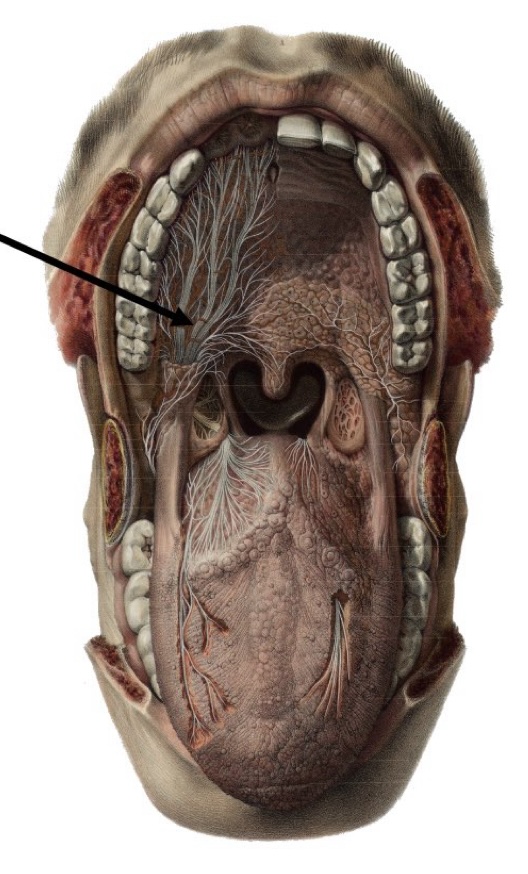 <p>What nerve is located in the  provided images pointed with a arrow?</p>