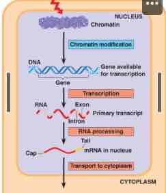 <p>proteins that help RNA polymerase to initiate transcription</p>