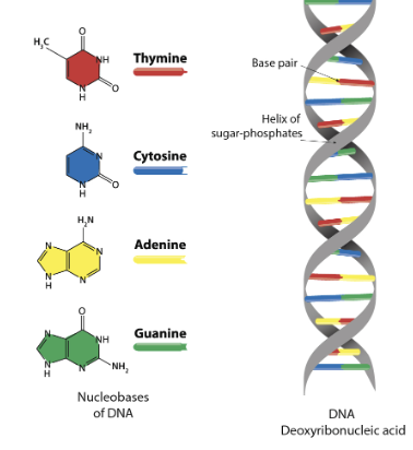 <p>the nitrogenous bases are located in the center of the double helix, forming the "rungs" of the ladder-like structure between the two sugar-phosphate backbones that run along the outside of the helix; essentially, they are positioned on the inside of the DNA molecule</p>