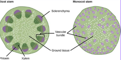 Vascular bundles are arranged in a ring formation