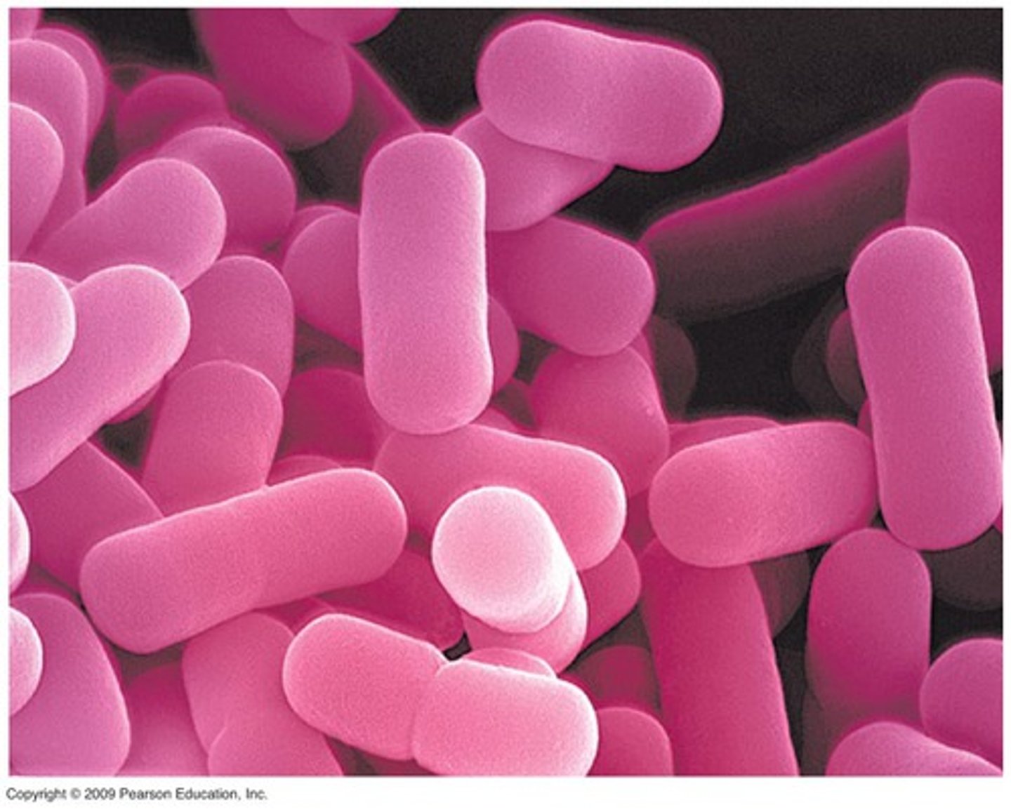 <p>Rod/Oval shaped bacteria</p>