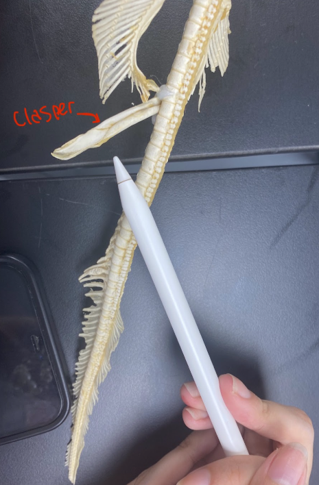 <p>Clasper</p>