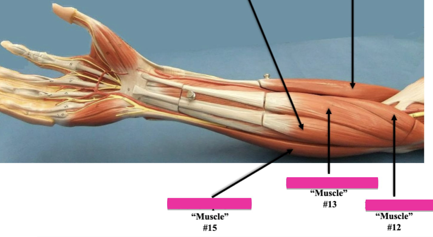 <p>Label muscle #12 </p>