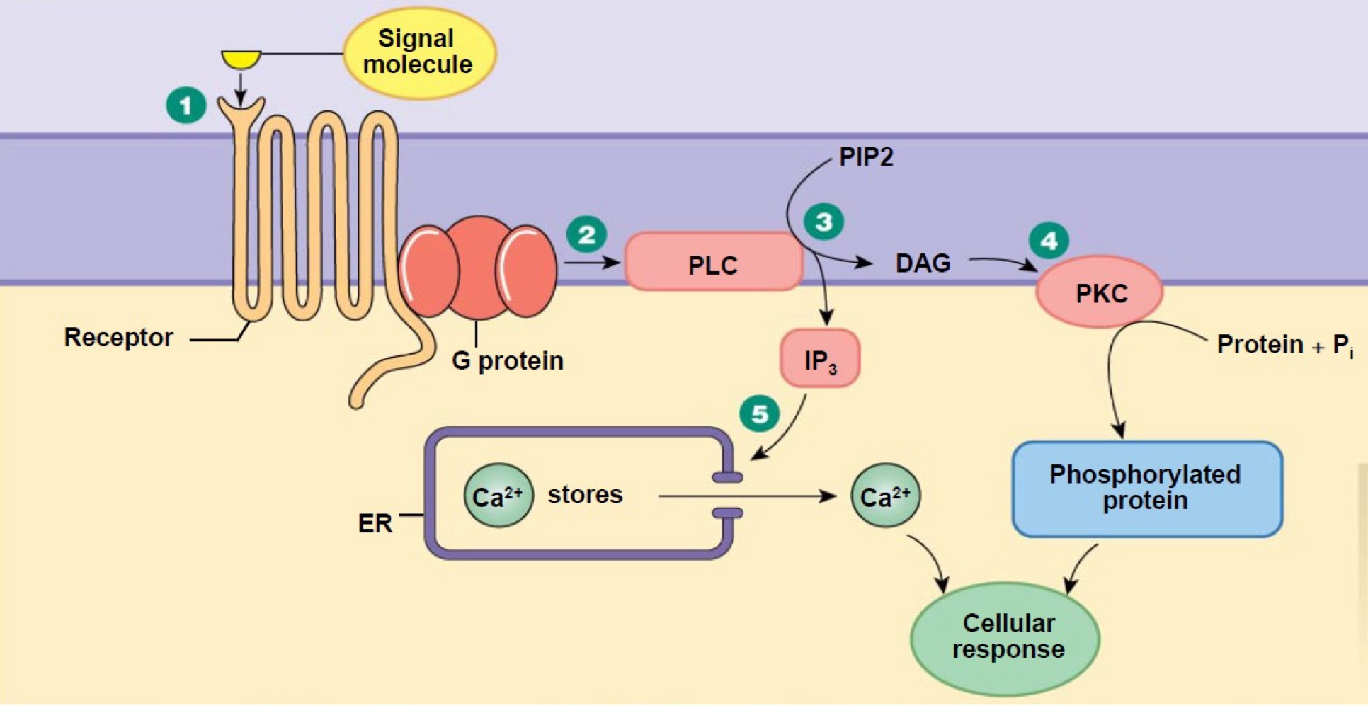 <p>• Sur un récepteur-canal IP3R du réticulum endoplasmique qui s’ouvre pour libérer du calcium dans le cytoplasme</p>