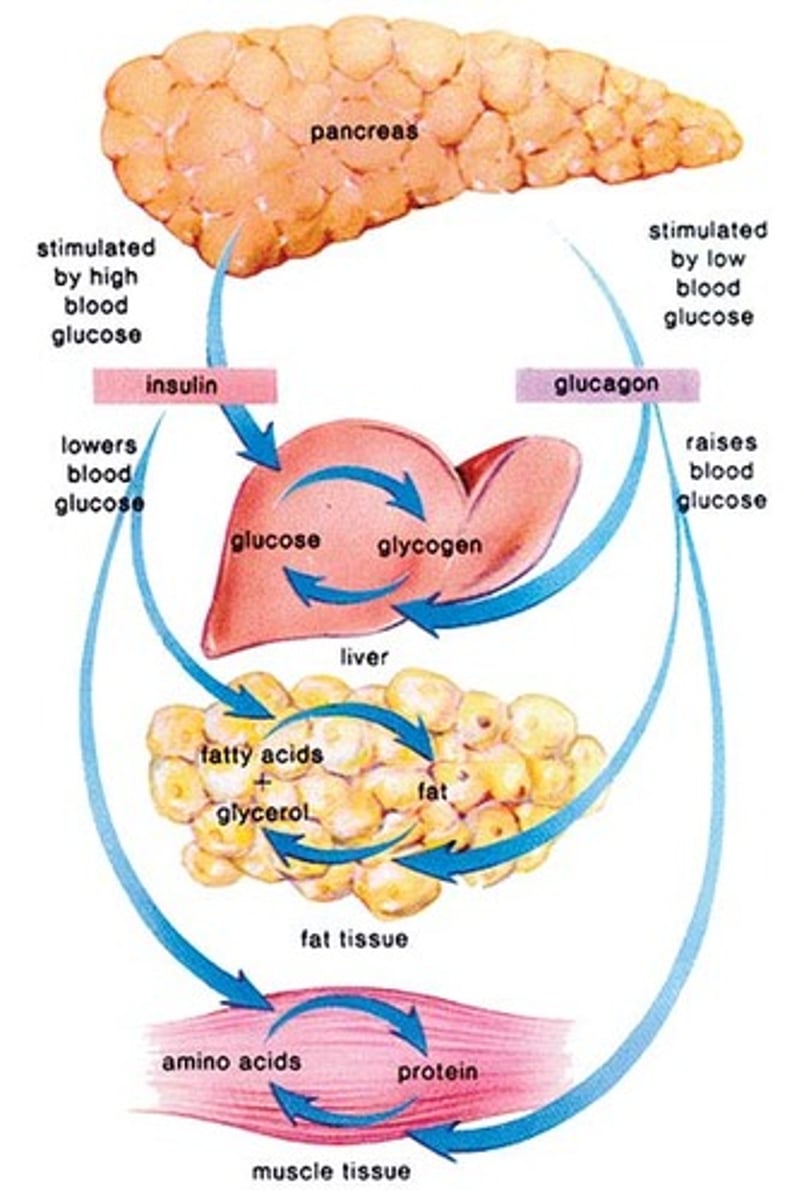 <p>- produced in pancreas</p><p>- insulin always measured in 'units' ("U" or "IU"</p><p>- basal level (long acting) = 5-15 IU/mL (clinically normal glucose level = 4-8 mmol/L => 4-8 feeling great)</p><p>- peak rise = 60-90 IU/mL</p><p>- tx therefore focuses on mimicking above</p>