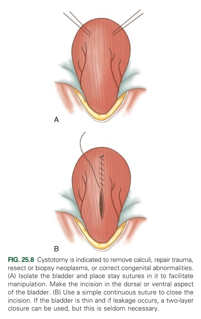 <p>Midline laparotomy incision from umbilicus to pubis (curving parapreputially through skin &amp; subQ in male dogs). Identify &amp; isolate bladder. Flip to reveal dorsal side. 4x stay sutures placed: 2 each side of incision site (very close to incision). Cystotomy incision made in midline (stab incision, remove urine &amp; blood by suction) → Further stay sutures on either side of incision. Closure: Lembert/ Connel-Cushing suture (inverting) → double. Routine closure of linea alba.</p>