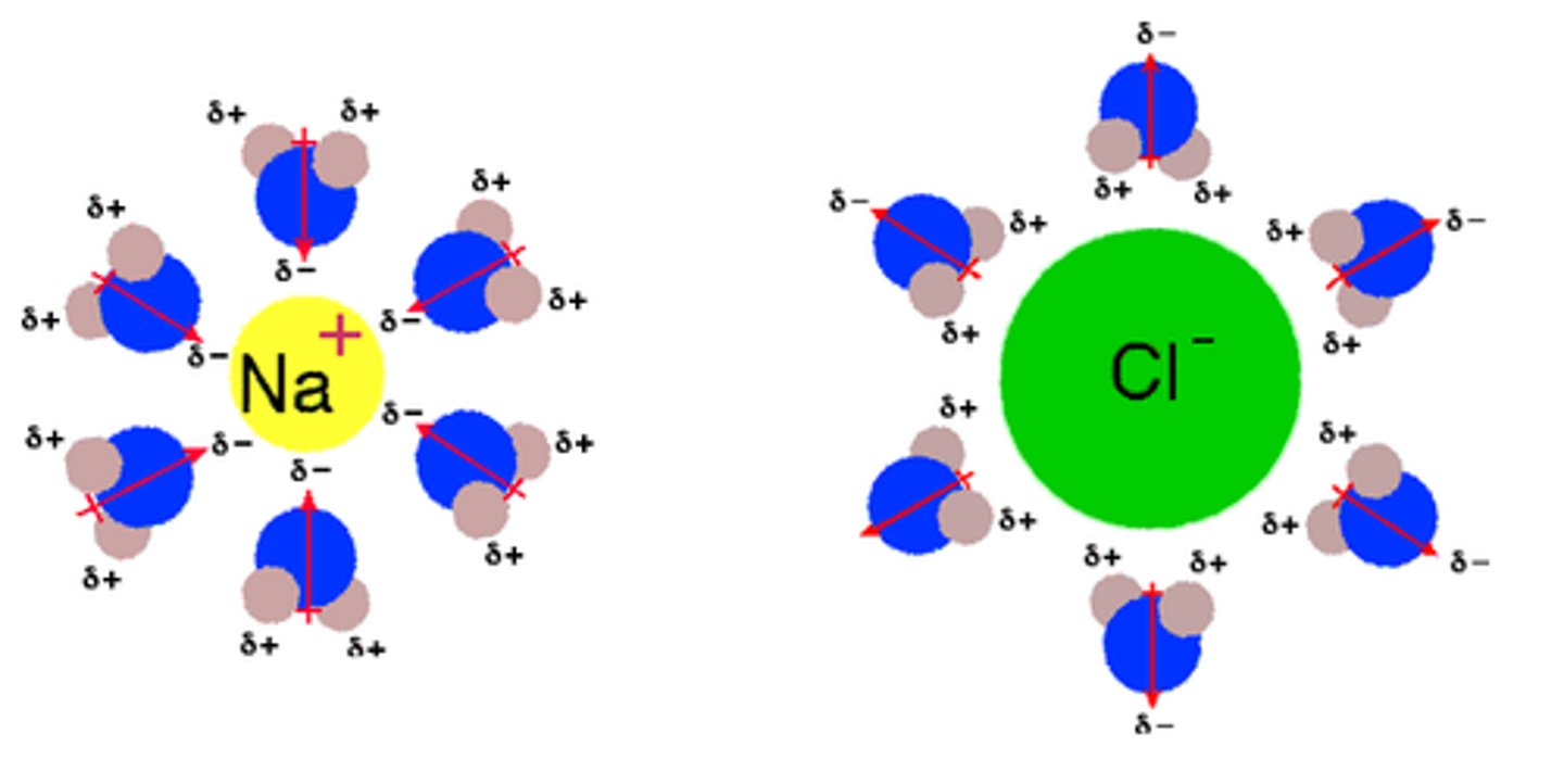 <p>The slight negative charge (δ-) of water oxygen atom is attracted to the [slight] positive charge of molecules that are polar or charged.</p><p>The slight positive charge (δ+) of water hydrogen atom is attracted to the [slight] negative charge of molecules that are polar or charged.</p>