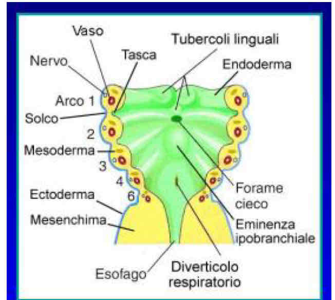 <p>Costituito:</p><p>Esternamente da ectoderma di rivestimento</p><p>Internamente da endoderma del faringeo primitivo</p><p>Fra i due è poi presente l’ectomesenchima che viene poi irrorato per angiogenesi.</p><p>Internamente poi a ognuno degli archi entra una colonna di mesoderma mioblastico che proviene dal mesoderma parassiale.</p>