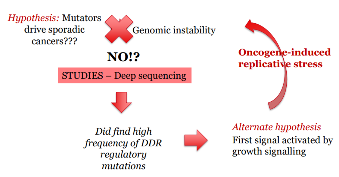 <p>Oncogene activation → replicative stress → DSBs → DDR responds<br>But eventually: mutation in DDR → genomic chaos → <strong>cancer progression accelerates</strong></p><p></p><ul><li><p>In <strong>sporadic cancers</strong>, the first mutations are often in <strong>proto-oncogenes</strong> → turned into <strong>oncogenes</strong></p></li><li><p>This leads to:</p><ul><li><p>Increased cell division</p></li><li><p><strong>Replication stress</strong> (too much or faulty DNA replication)</p></li><li><p>Resulting in <strong>DSBs</strong> and DNA damage</p></li></ul></li><li><p>more replication = more DNA damage = mutation in DDR genes = uncontrolled proliferation</p></li></ul><p></p>