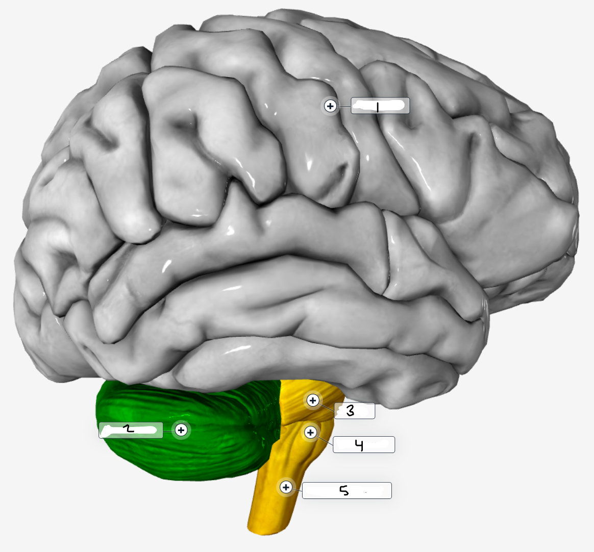 <p>Label the outer brain structures</p>