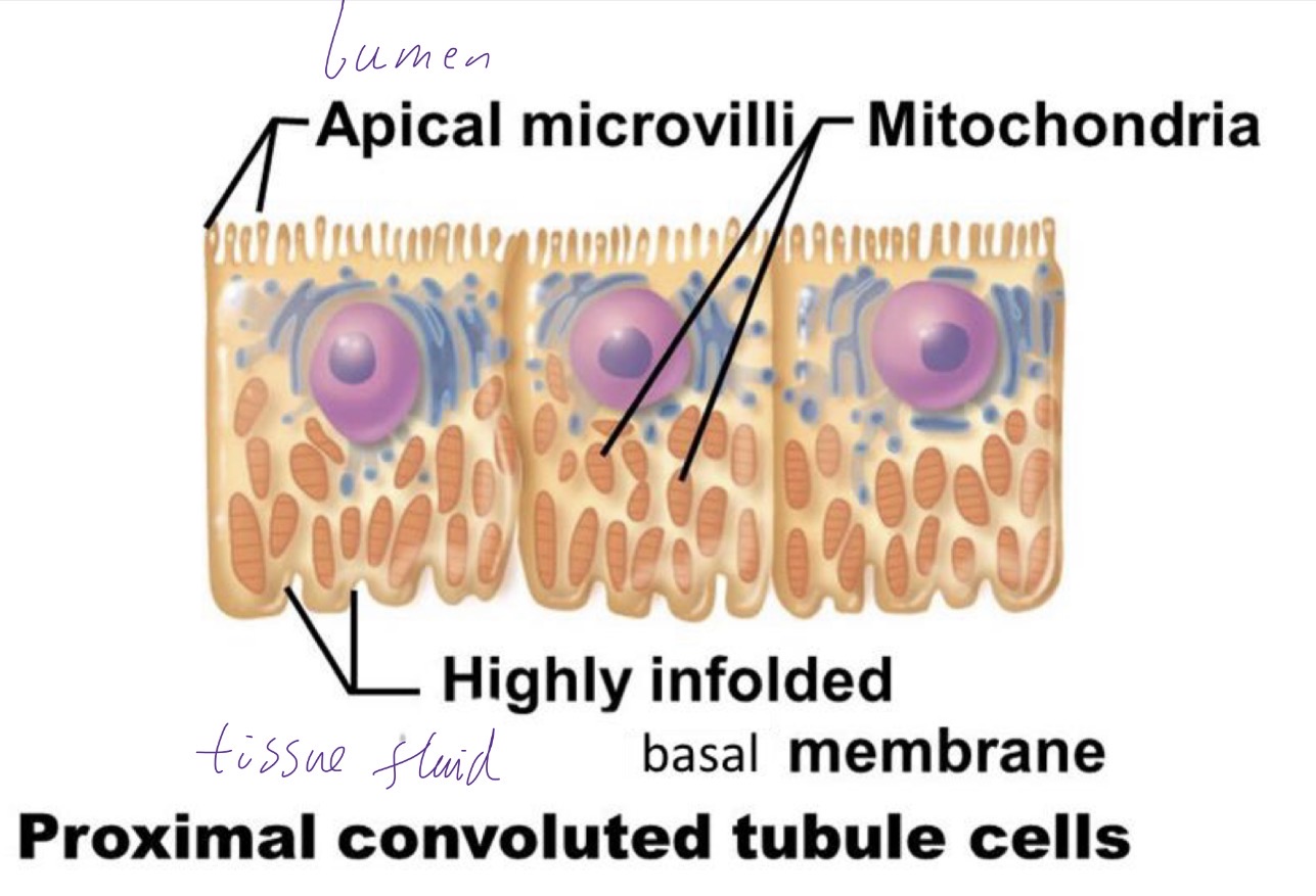 <ul><li><p>many mitochondria </p></li><li><p>Apical microvilli on apical membrane (facing lumen) on brush border, increases SA</p></li><li><p><strong>Tight junctions </strong>hold cells together so fluid can’t pass between them, must go through</p></li><li><p>May co-transporter proteins (and aquaporins) on apical membrane </p></li><li><p>Basal membrane folded to increase SA</p></li></ul><p></p>