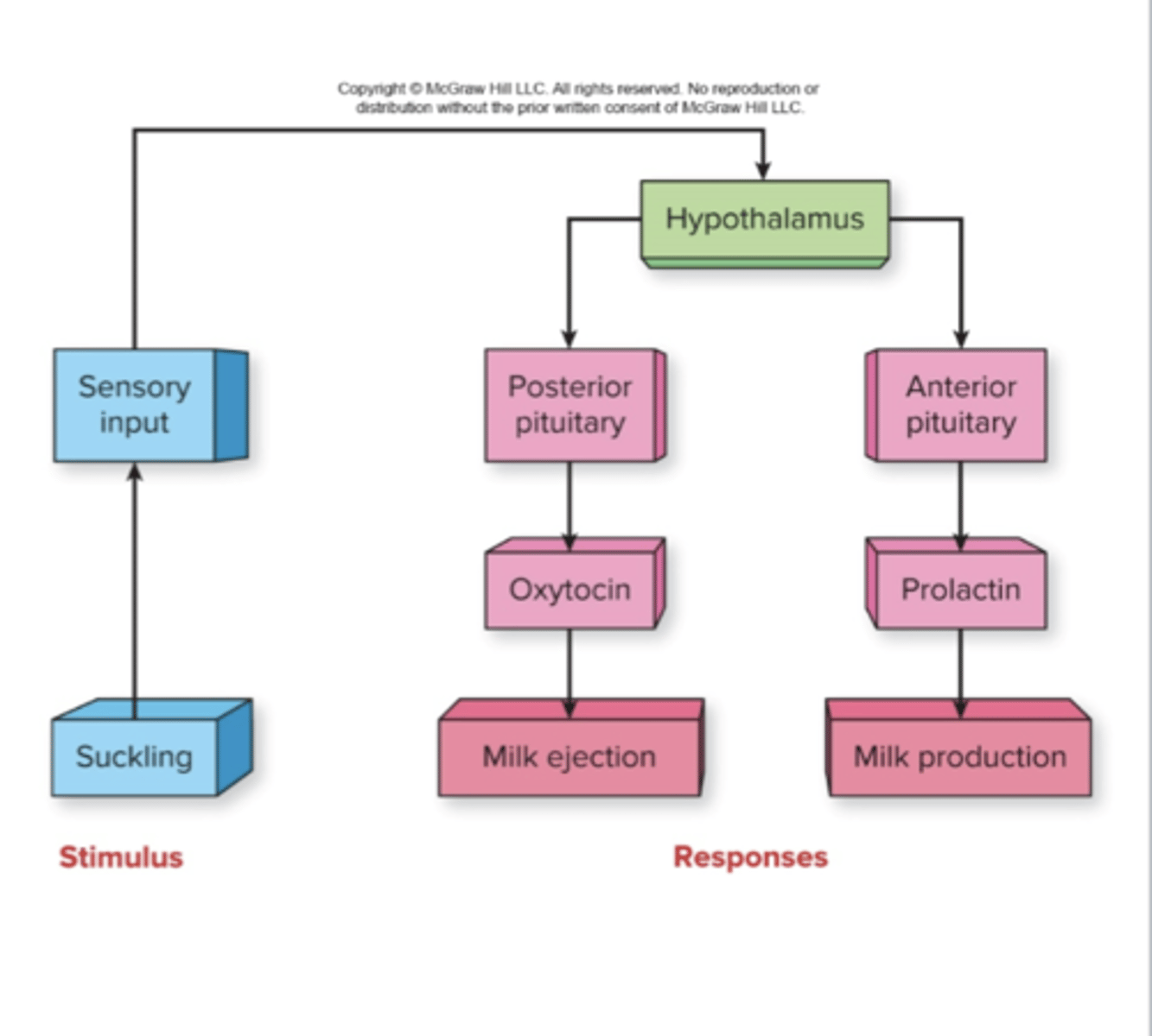 <p>☆ Hormones:</p><p>- After parturition, increases prolactin stimulates mammary glands to produce milk</p><p>- Sucking also causes secretion of prolactin and oxytocin, which result in secretion of milk into ducts, and ejection of milk, respectively </p>