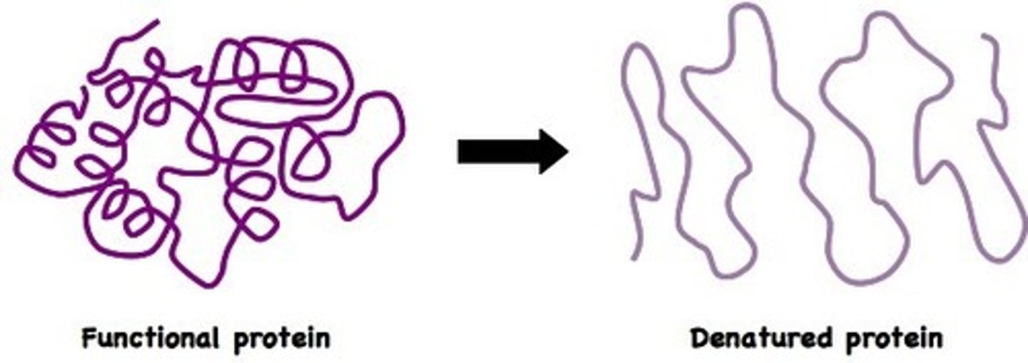 <p>a change in the structure of a protein. Denatured proteins do not work well (if it all)</p>