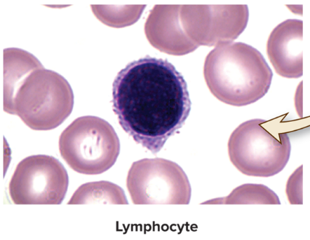<p><strong>20–40%</strong> of blood leukocytes</p><ul><li><p>Reside in<strong> lymphoid organs and structures</strong></p></li><li><p><strong>Dark-staining</strong> round nucleus </p></li><li><p><strong>Three categories:</strong></p></li></ul><ol><li><p><strong>T-lymphocytes</strong> manage <strong>immune response</strong></p></li><li><p><strong>B-lymphocytes</strong> become <strong>plasma cells</strong> and produce <strong>antibodies</strong></p></li><li><p><strong>NK (natural killer) cells</strong> <strong>attack abnormal </strong>and <strong>infected </strong>tissue cells</p></li></ol><p></p>