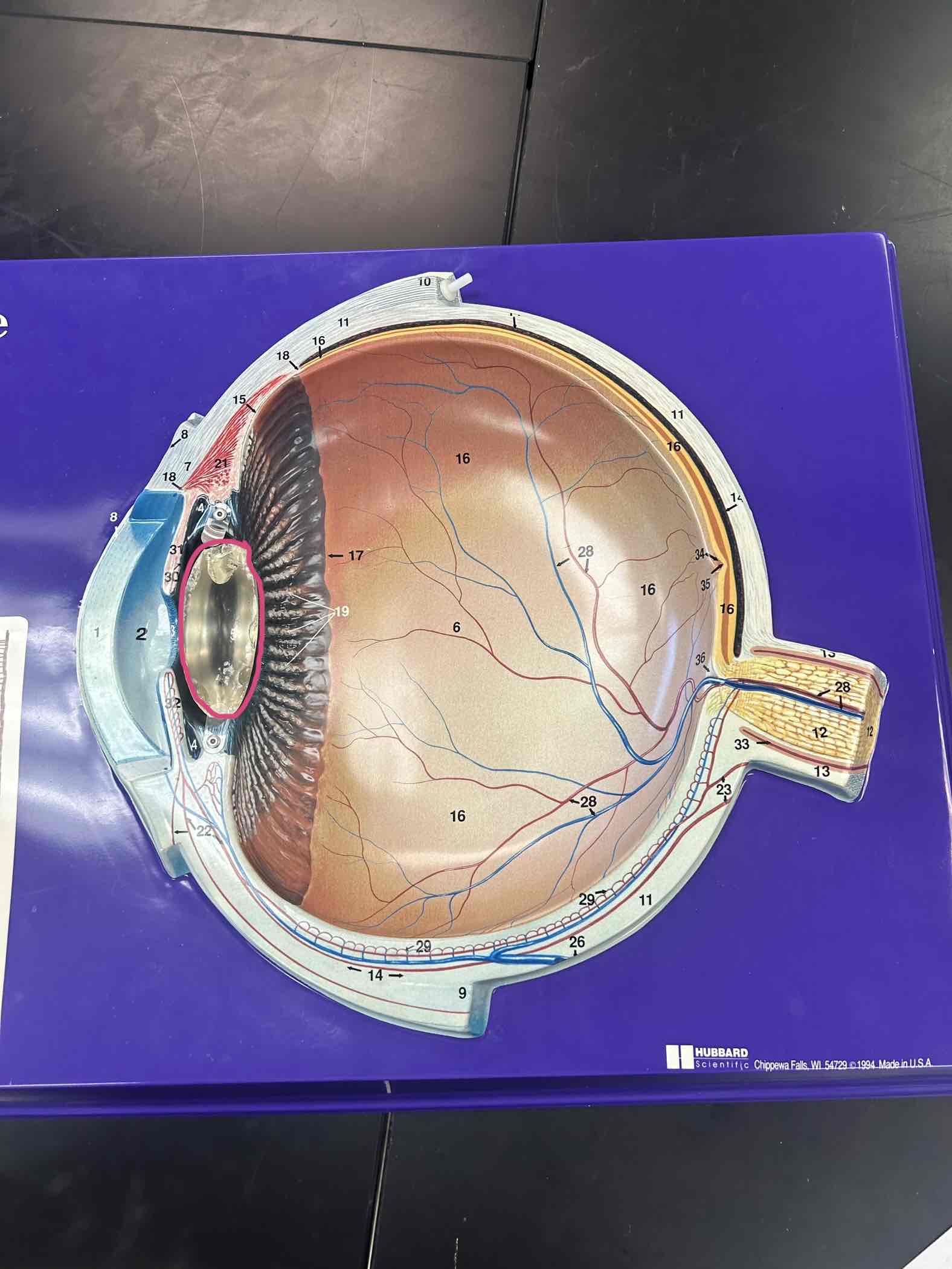 <p>Clear colorless part inside of the pupil</p>
