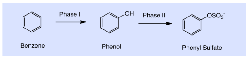 <p>Biotransformation- oxidation, reducation, hydrolysis reactions that create a chemical handle (hydroxyl, carboxylic acid, amine) for conjugating ionized group</p><p>•Oxidation of alkanes, arenes, aldehydes, dealkylation, dehalogenation</p><p>•Hydrolysis of esters, amides, epoxides</p><p>•Reducation of ketones, aldehydes</p>