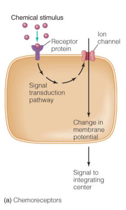 This is a type of receptor responds to chemical stimuli (ie. odors and flavours).
