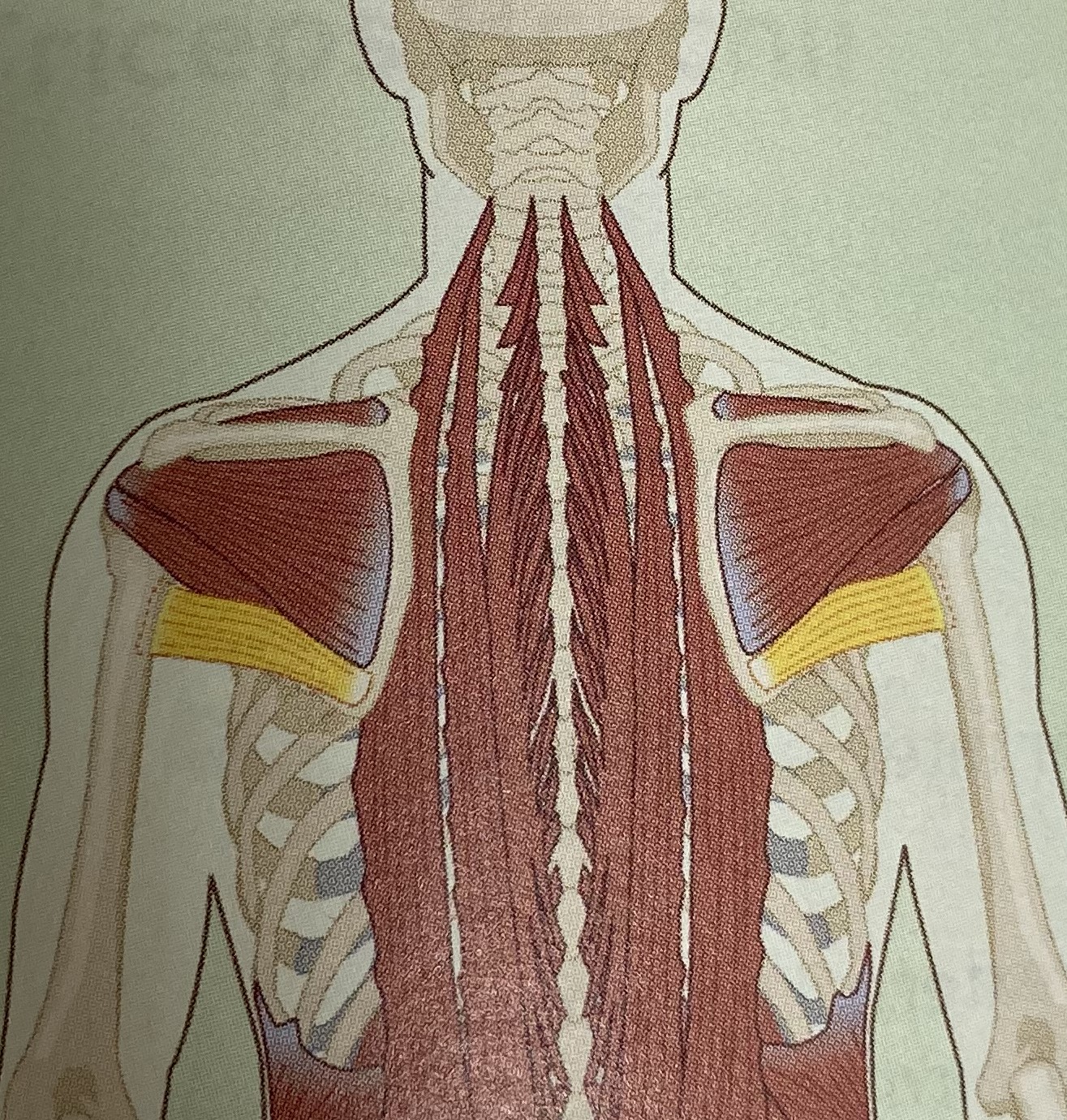 <ul><li><p>category: shoulder musculature</p></li><li><p>origin: scapula</p></li><li><p>insertion: humerus</p></li><li><p>isolated function: concentric shoulder internal rotation, adduction, and extension</p></li><li><p>integrated function: eccentric shoulder external rotation, abduction, and flexion</p></li><li><p>stabilizes the shoulder girdle</p></li></ul><p></p>